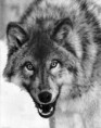 /album/fotogaleria/canis-lupus-portrait-jpg1/