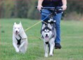 /album/fotogaleria/bikejoring2-jpg/