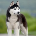 /album/fotos-mushin-bike-joring-canicross-/husky-siberiano1-jpg1/
